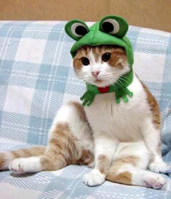 catpic.jpg