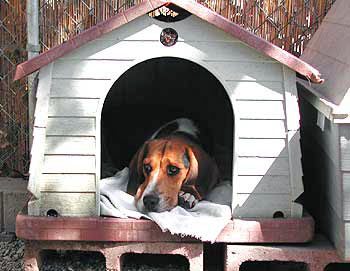 http://www.citizenofthemonth.com/wp-content/images/doghouse3.jpg