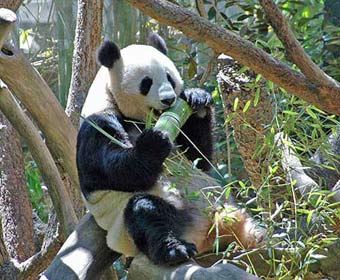 panda4.jpg panda4.jpg