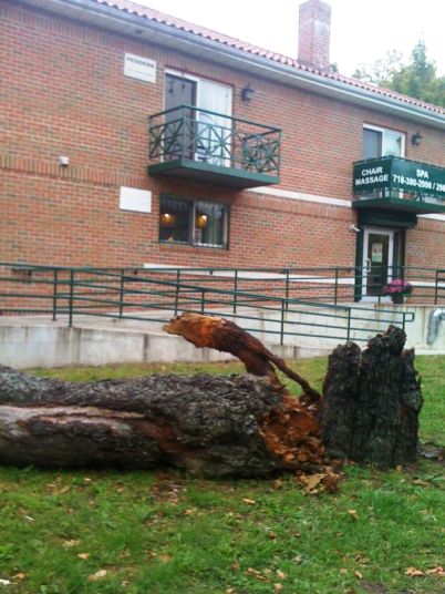 tree1