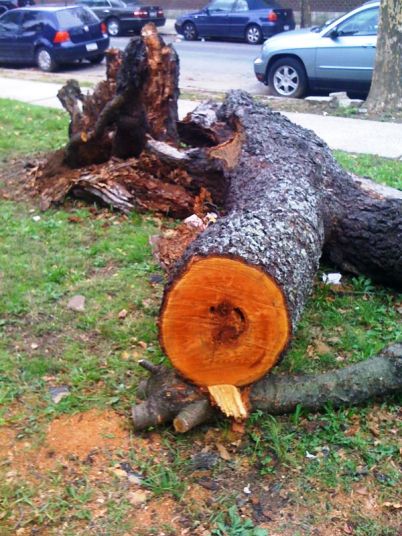 tree3