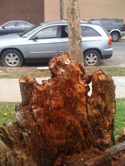 tree4