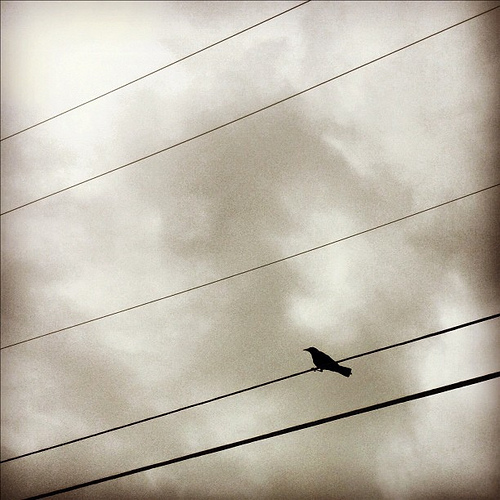 bird